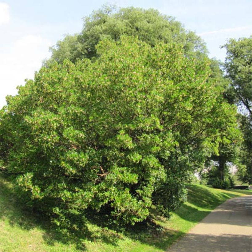 Arbutus unedo - Arbousier (Port)