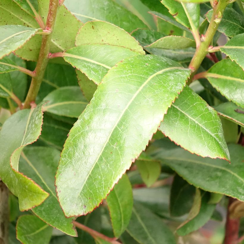 Arbutus unedo - Arbousier (Feuillage)