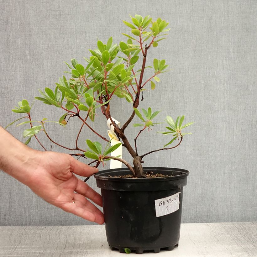 Spécimen de Arbutus unedo - Arbousier Pot de 2L/3L tel que livré en été