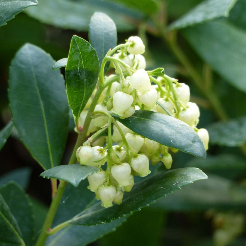 Arbutus unedo Compacta - Arbousier (Floraison)