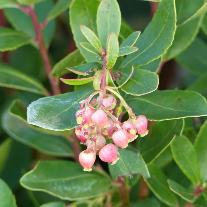 Arbutus unedo Roselily - Arbousier (Floraison)