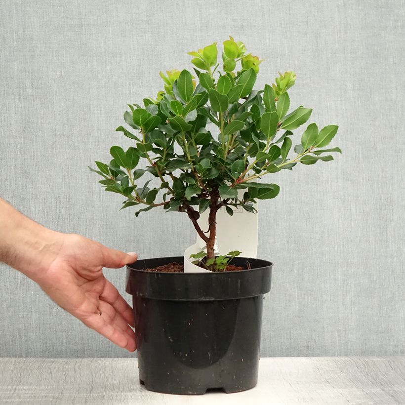 Spécimen de Arbutus unedo Rubra - Arbousier Pot de 3L/4L tel que livré en été