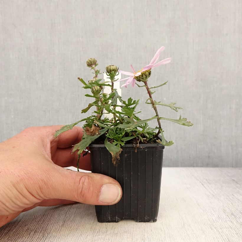Spécimen de Arctanthemum arcticum - Chrysanthème de l'arctique - Godet de 8/9 cm tel que livré au printemps