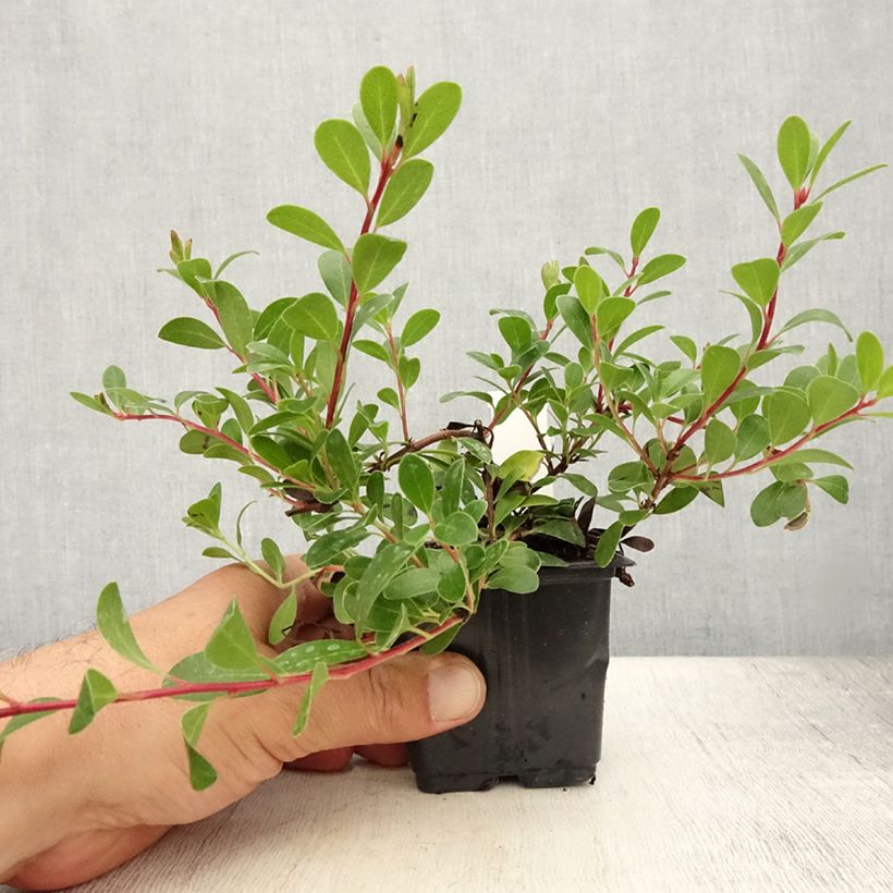 Spécimen de Arctostaphylos uva-ursi - Raisin d'ours Godet de 8/9 cm tel que livré en été