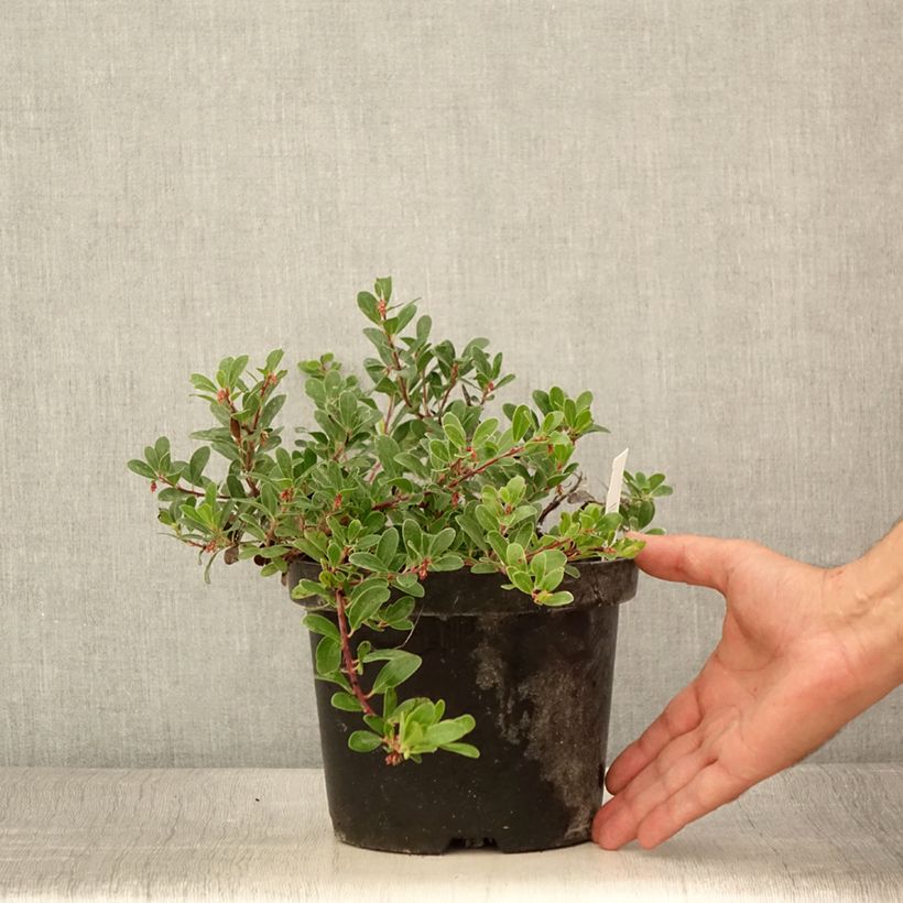 Spécimen de Arctostaphylos uva-ursi - Raisin d'ours - Pot de 3L/4L tel que livré en été
