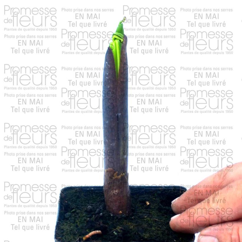 Exemple de spécimen de Arisaema ciliatum Pot tel que livré