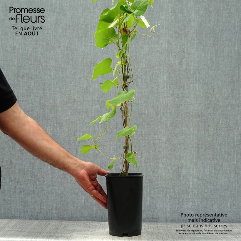 Spécimen de Aristoloche - Aristolochia macrophylla (durior) Pot de 3L/4L tel que livré en été