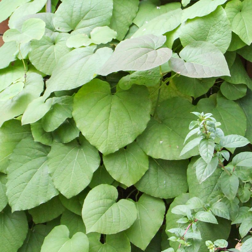 Aristoloche - Aristolochia macrophylla (durior) (Feuillage)