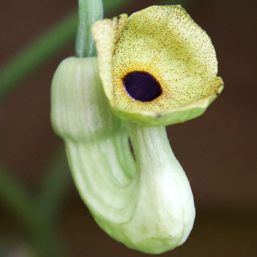 Aristoloche - Aristolochia macrophylla (durior) (Floraison)