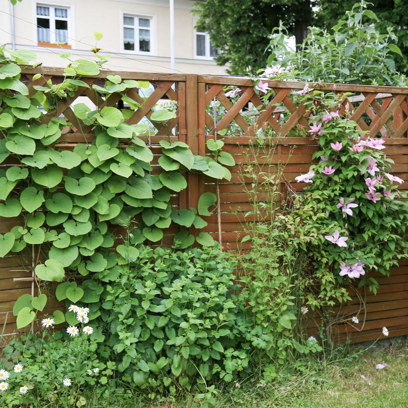 Aristoloche - Aristolochia macrophylla (durior) (Port)