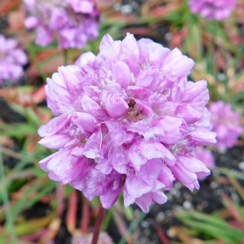 Armeria pseudarmeria Ballerina Lilac - Gazon d'Espagne (Floraison)