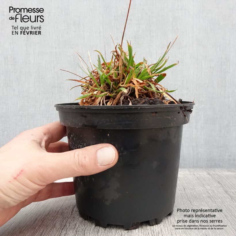 Spécimen de Armeria pseudarmeria Ballerina Lilac - Gazon d'Espagne - Pot de 2L/3L tel que livré en hiver