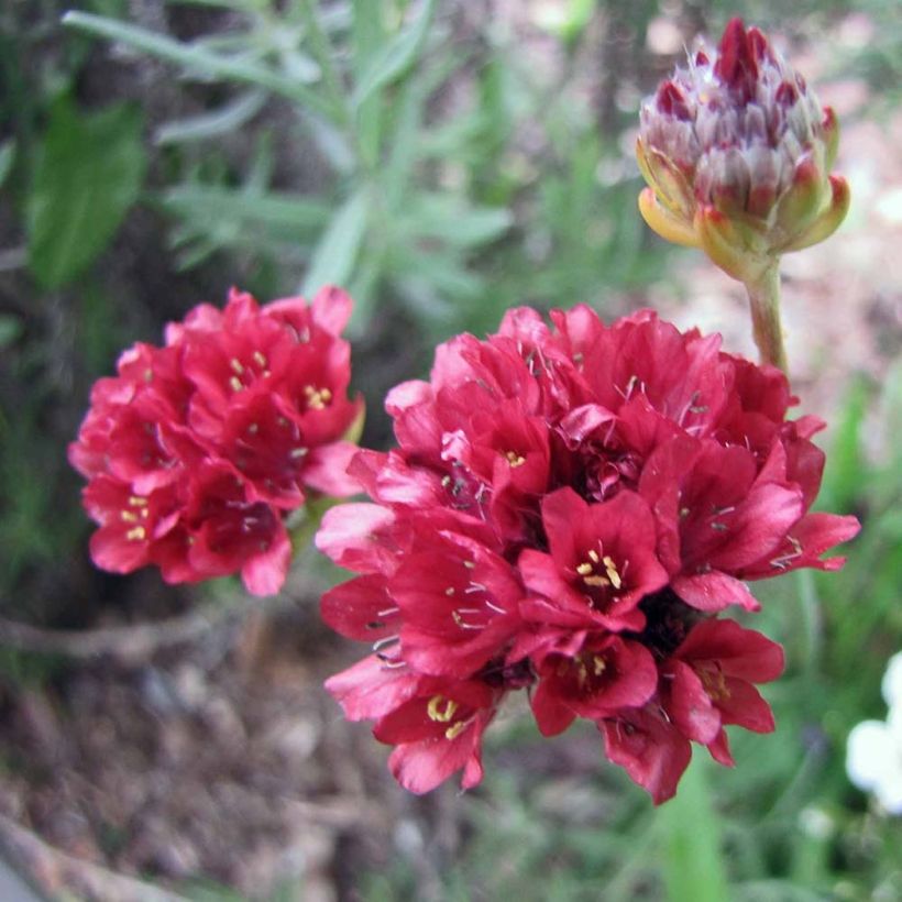 Armeria pseudarmeria Ballerina Red - Gazon d'Espagne. (Floraison)