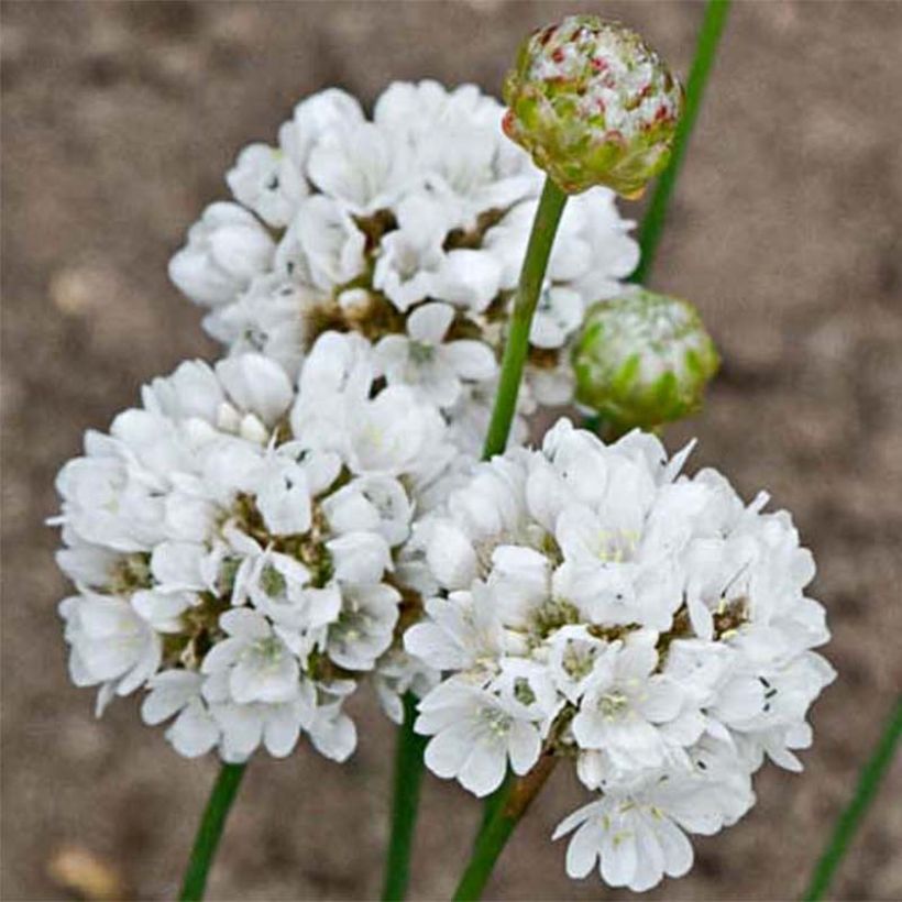 Armeria pseudarmeria Ballerina White - Gazon d'Espagne (Floraison)