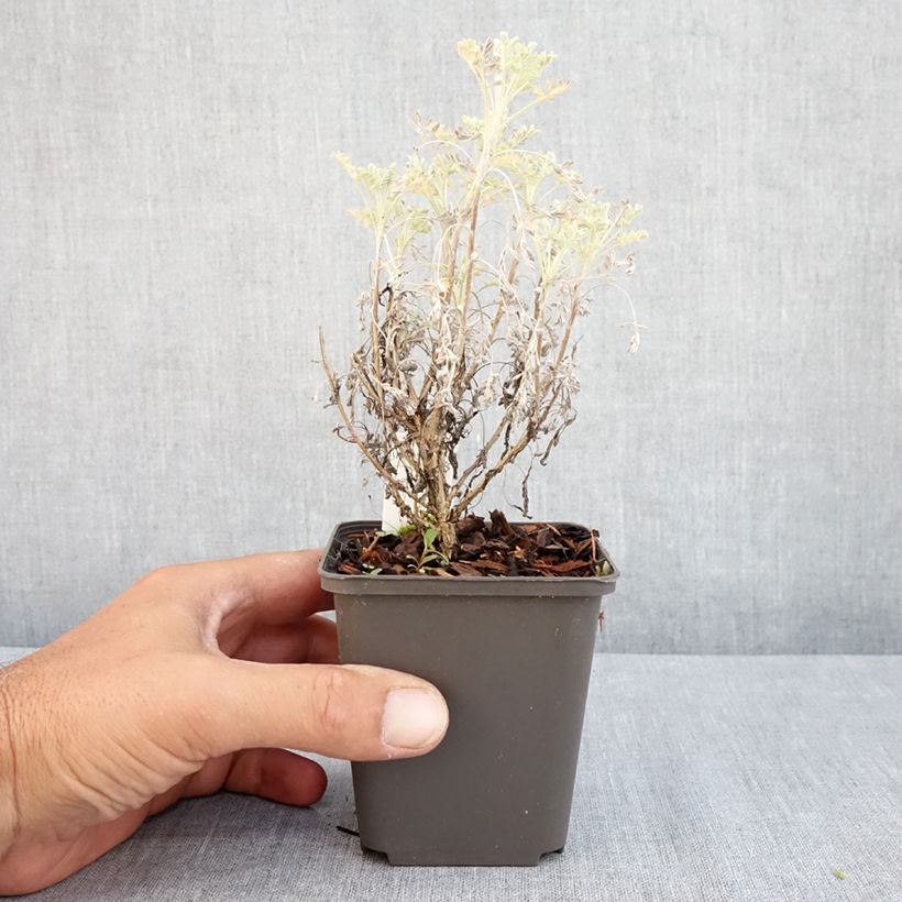 Spécimen de Armoise - Artemisia arborescens Little Mice Godet de 8/9 cm tel que livré en été