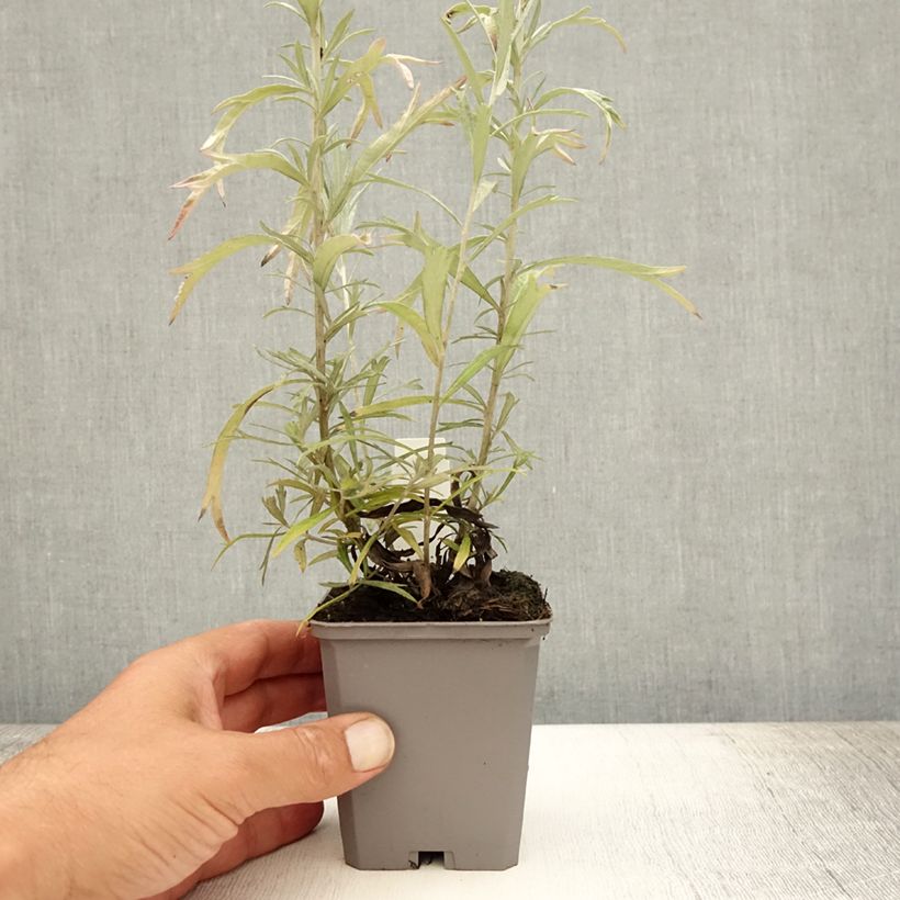 Spécimen de Armoise - Artemisia ludoviciana Silver Queen Godet de 8/9 cm tel que livré en été