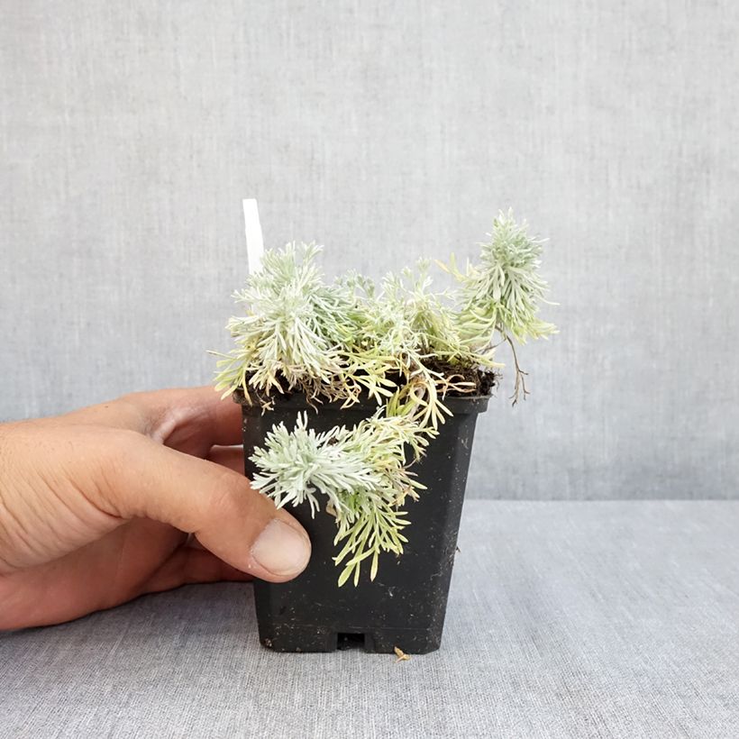 Spécimen de Armoise - Artemisia schmidtiana Nana Godet de 8/9 cm tel que livré en été