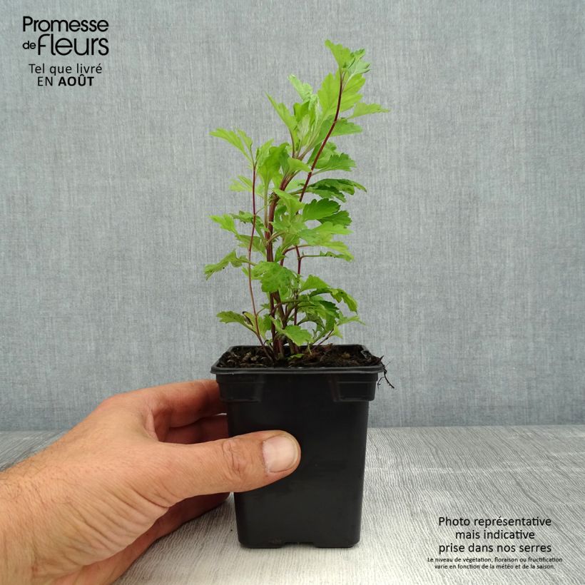 Spécimen de Armoise - Artemisia vulgaris BIO - Herbe de feu Godet de 7/8 cm tel que livré en été