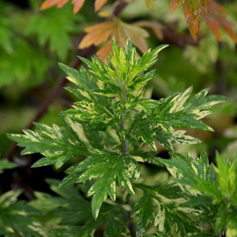 Armoise - Artemisia vulgaris Oriental Limelight (Feuillage)