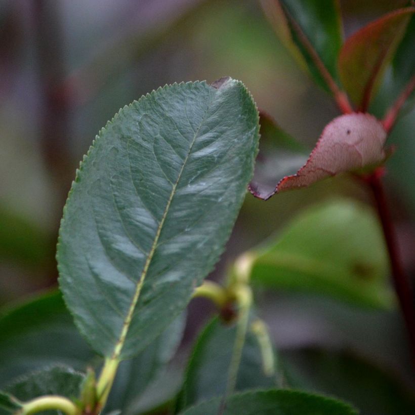 Aronia arbutifolia Brilliant (Feuillage)