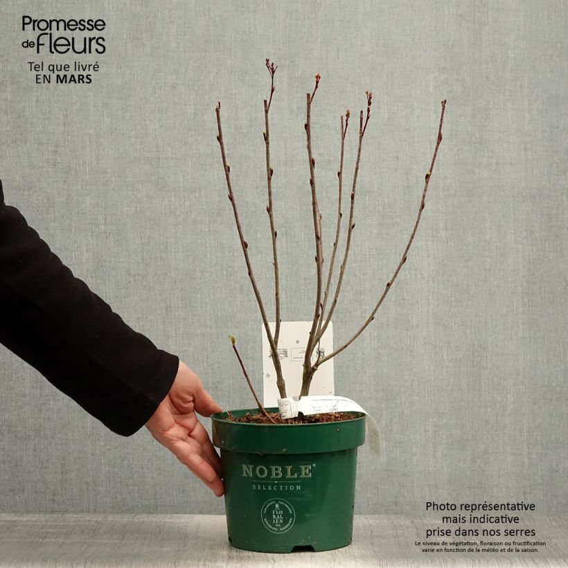 Spécimen de Aronia melanocarpa Autumn Magic en pot de 2/3L tel que livré au printemps