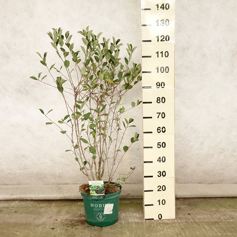 Spécimen de Aronia melanocarpa Autumn Magic Pot de 7,5L/10L tel que livré en été