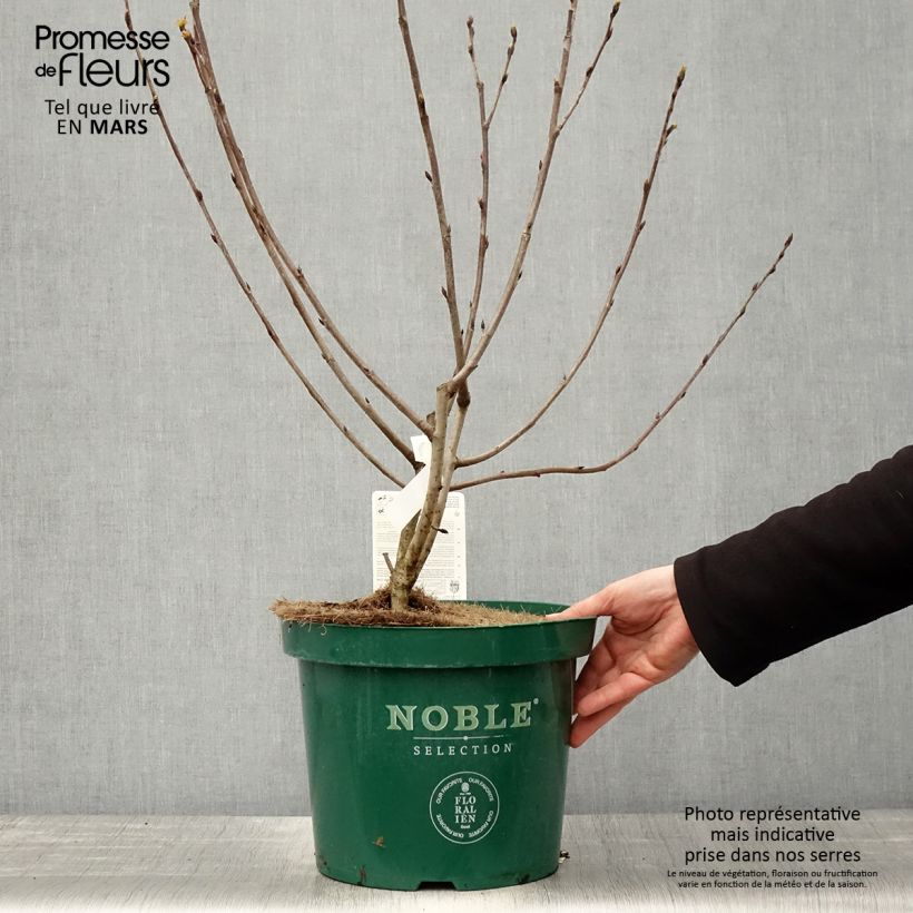 Spécimen de Aronia melanocarpa Autumn Magic en pot de 7,5L/10L tel que livré au printemps