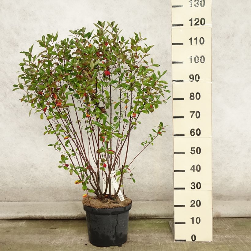 Spécimen de Aronia melanocarpa Professor Ed - Aronie à fruits noirs Pot de 7,5L/10L tel que livré en été