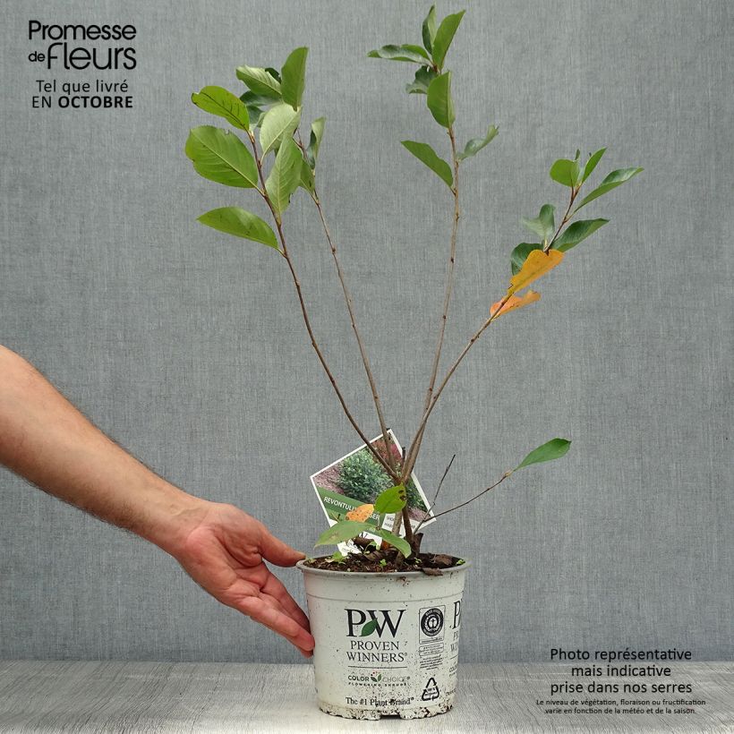 Spécimen de Aronia melanocarpa Revontuli Hedger - Aronie à fruits noirs Pot de 3L/4L tel que livré en automne