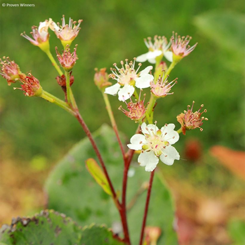 Aronia melanocarpa Revontuli Hedger - Aronie à fruits noirs (Floraison)