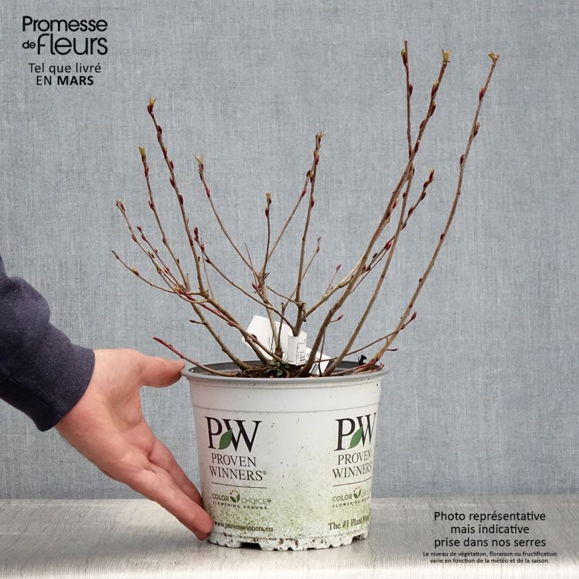 Spécimen de Aronia melanocarpa Revontuli Mound - Aronie à fruits noirs Pot de 3L/4L tel que livré au printemps