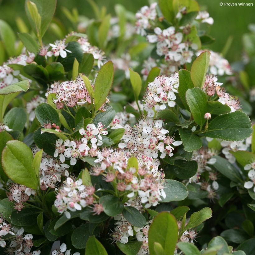 Aronia melanocarpa Revontuli Mound - Aronie à fruits noirs (Floraison)