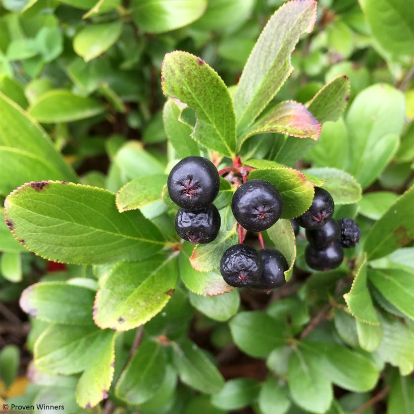 Aronia melanocarpa Revontuli Mound - Aronie à fruits noirs (Récolte)