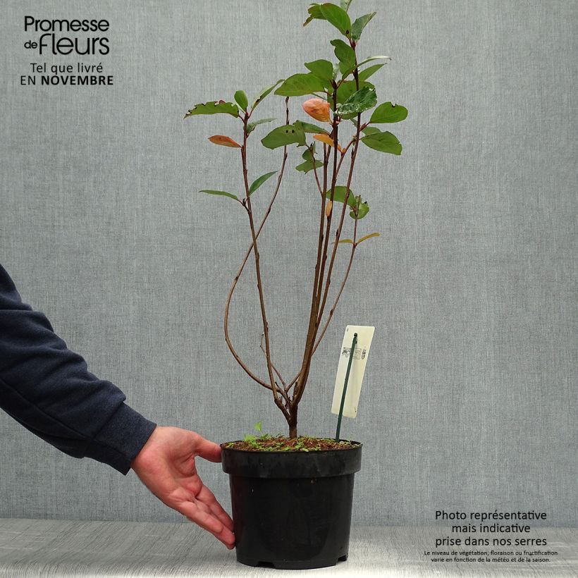 Spécimen de Aronia prunifolia Aron Pot de 2L/3L tel que livré en automne