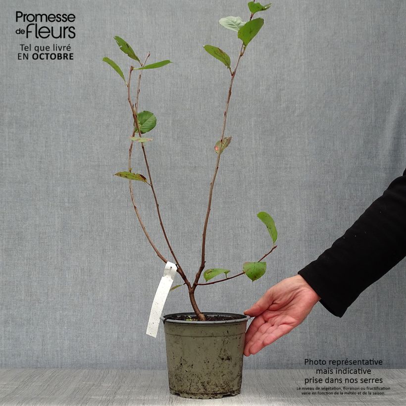 Spécimen de Aronia prunifolia Nero - Aronie à gros fruits. Pot de 1,5L/2L tel que livré en automne