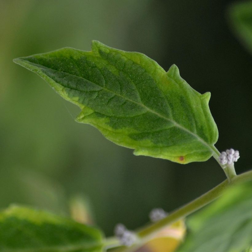 Aronia prunifolia Viking (Feuillage)