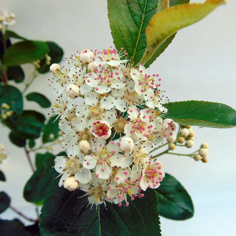 Aronia prunifolia Viking (Floraison)