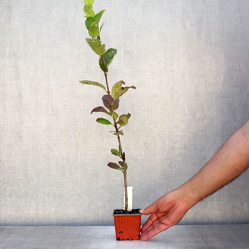 Spécimen de Aronia prunifolia Viking Godet de 7/8 cm tel que livré en été
