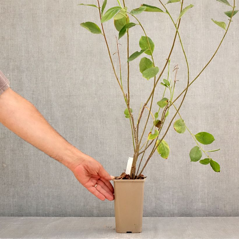 Spécimen de Aronia x prunifolia Rubina - Aronie à feuille de prunier Pot de 1,5L/2L, Touffe tel que livré en été