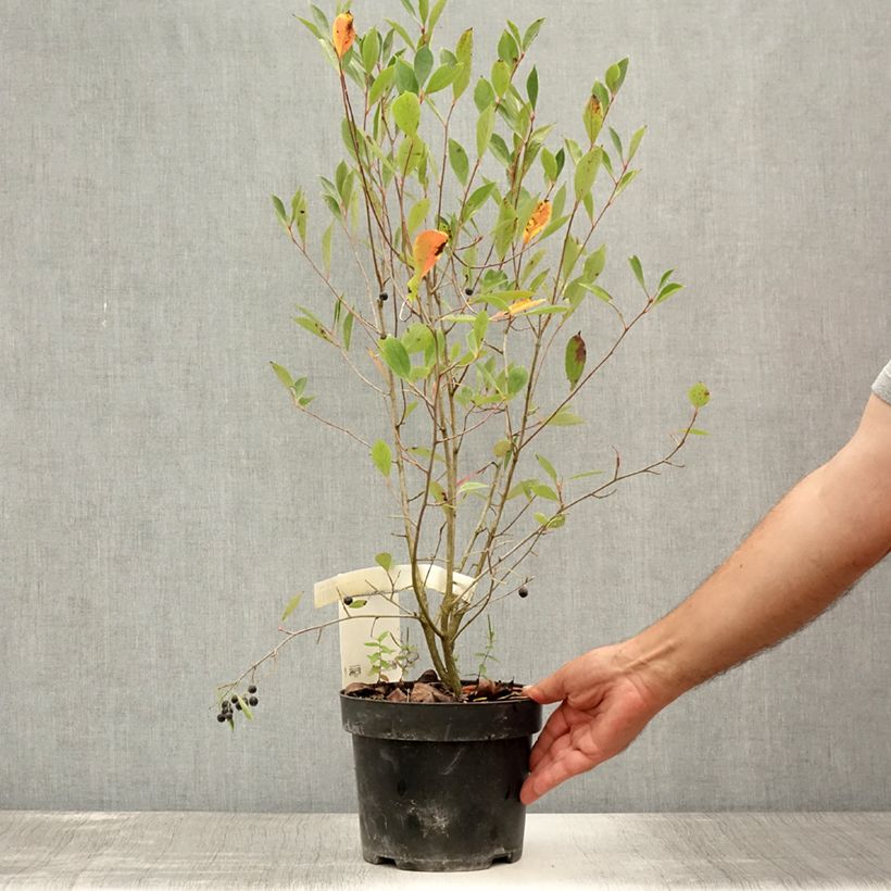 Spécimen de Aronia melanocarpa Hugin - Aronie à fruits noirs Pot de 2L/3L tel que livré en été