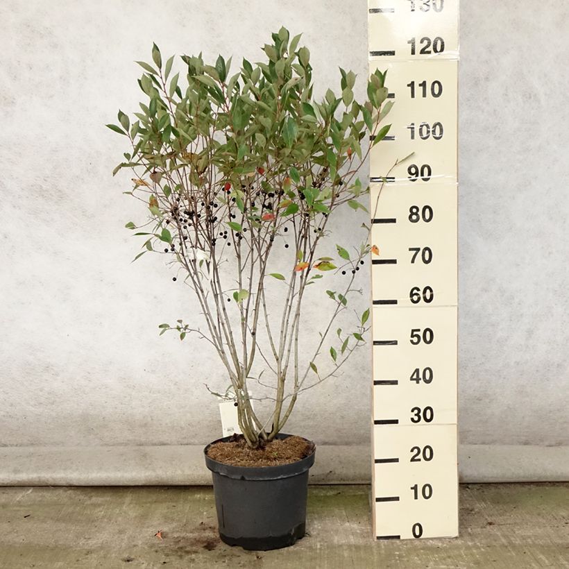 Spécimen de Aronia melanocarpa Hugin - Aronie à fruits noirs Pot de 7,5L/10L tel que livré en été