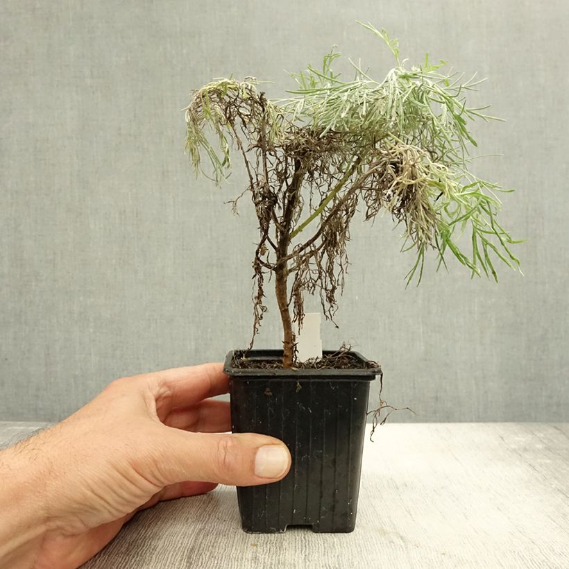 Spécimen de Artemisia mauiensis Makana Silver - Armoise de Mauï Godet de 8/9 cm tel que livré en automne
