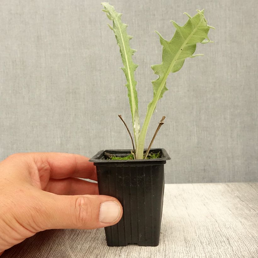Spécimen de Artichaut Violet de Provence en godet - Cynara scolymus Godet de 7/8 cm tel que livré en été