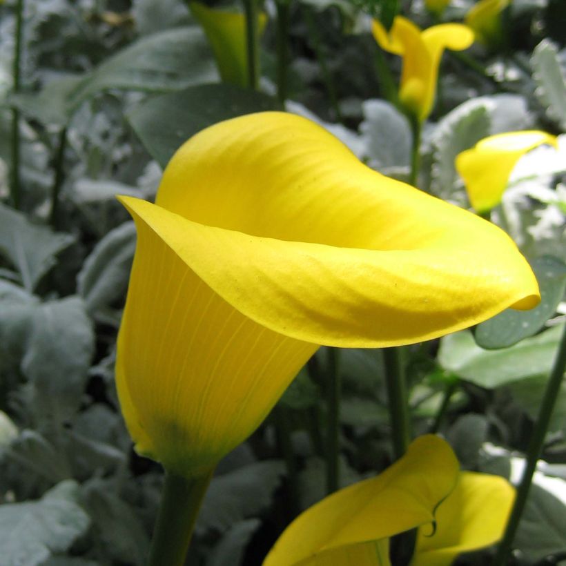 Arum ou Calla jaune - Zantedeschia Solfatare (Floraison)
