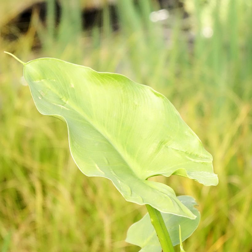 Arum ou Calla vert - Zantedeschia Aethiopica Green Goddess (Feuillage)