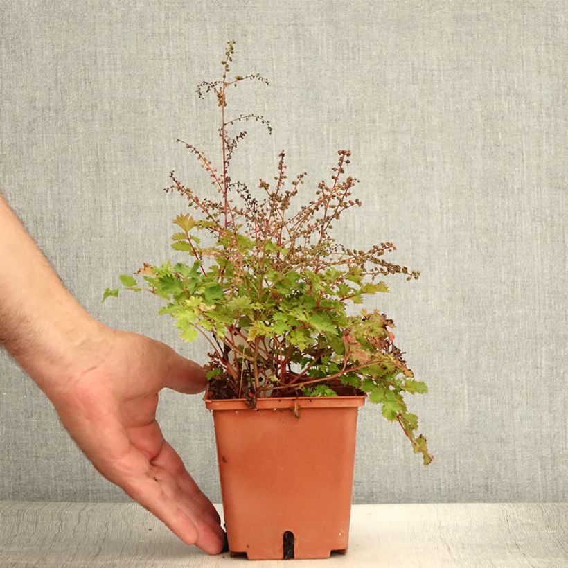 Spécimen de Aruncus Chantilly Lace - Barbe de bouc Pot de 1L/1,5L tel que livré en été