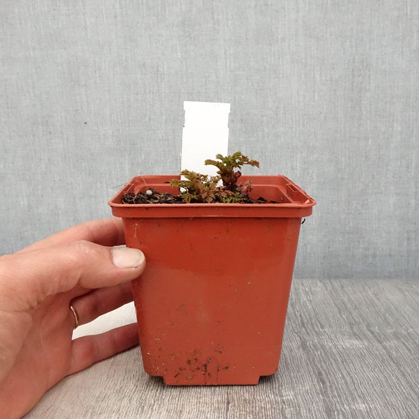 Spécimen de Aruncus Chantilly Lace - Barbe de bouc Pot de 1L/1,5L tel que livré au printemps