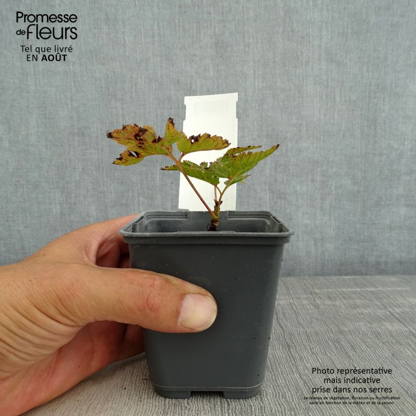 Spécimen de Aruncus diocus var. kamtschaticus, Barbe de Bouc Godet de 8/9 cm tel que livré en été