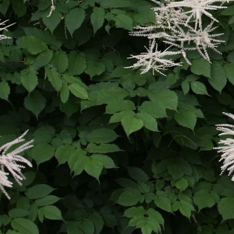 Aruncus dioicus sylvestris, Barbe de Bouc (Feuillage)