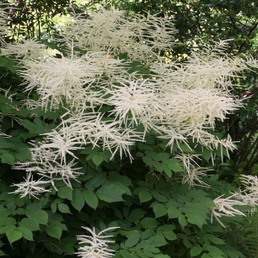 Aruncus dioicus sylvestris, Barbe de Bouc (Floraison)